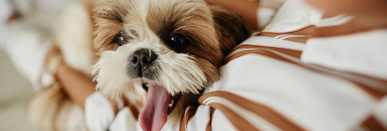 A shih tzu being cuddled by its owner.
