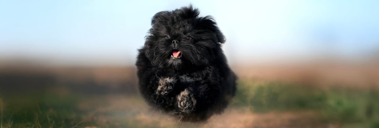 A black shih tzu running towards the camera