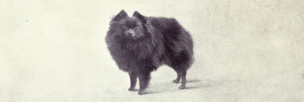 An old photo from 1915 of a miniature black Pomeranian
