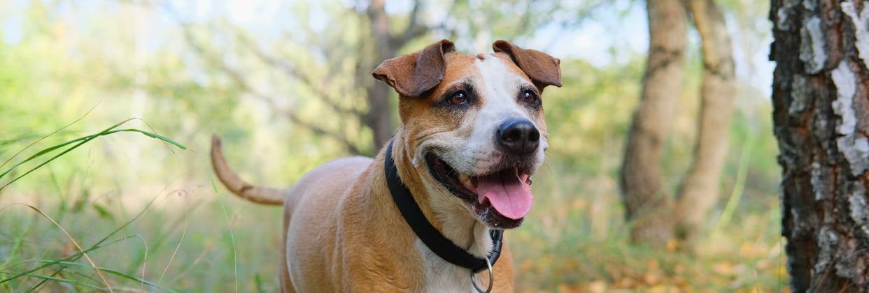 A tan staffordshire bull terrier running through a forest.