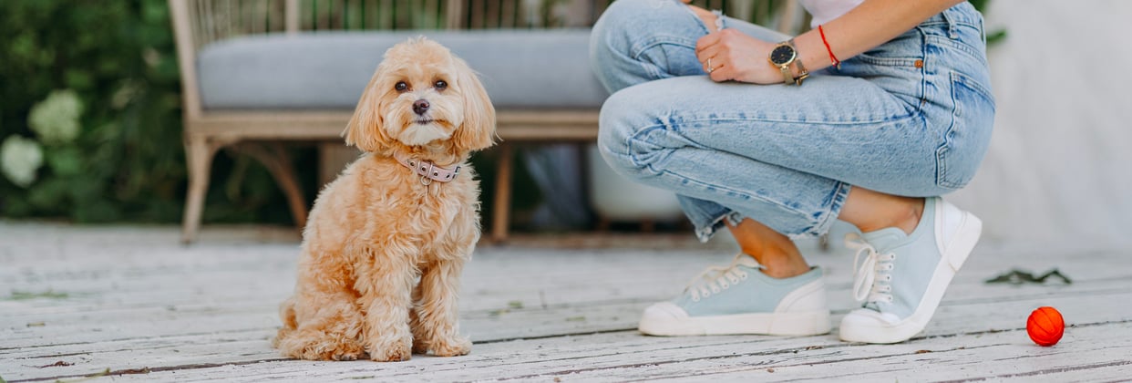 A maltipoo sitting next to her owner who is crouched down.