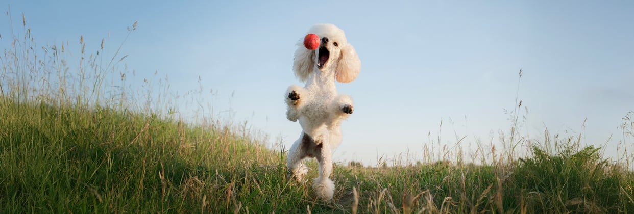 A white Poodle jumping in the air to catch a ball.