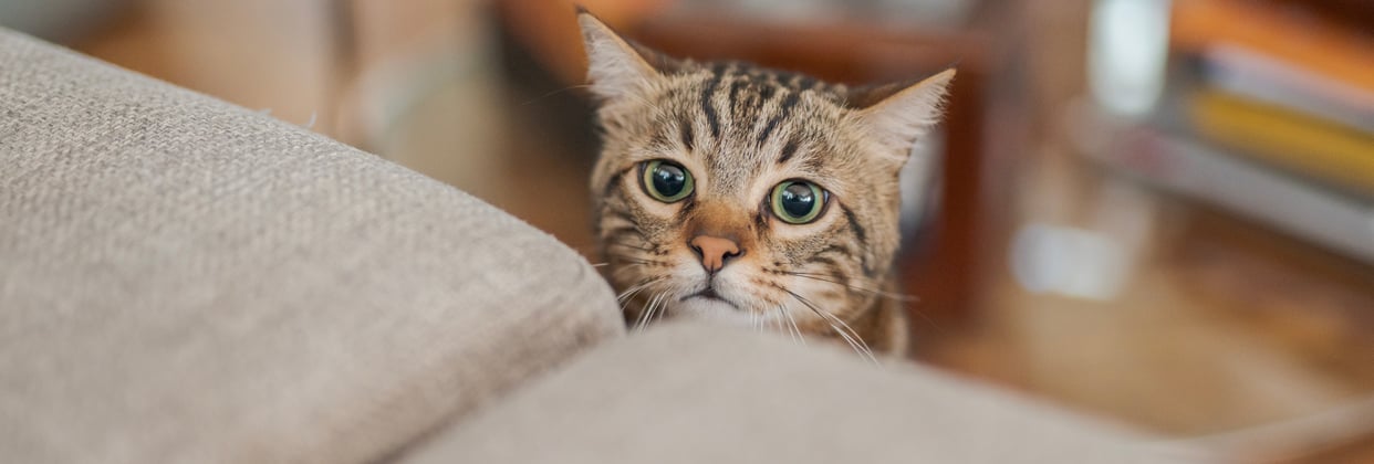 A tabby cat looking sheepishly over the edge of a sofa.