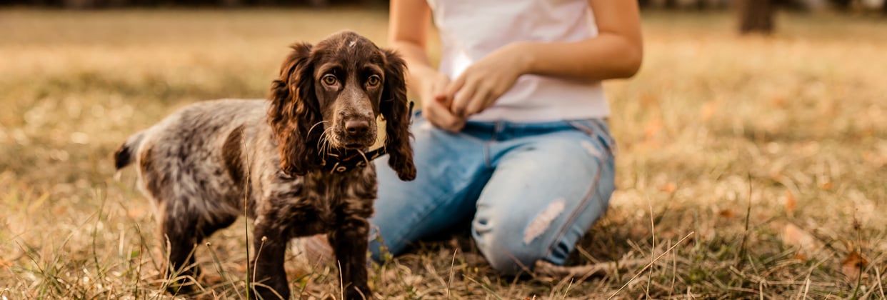 A Sprocker Spaniel on grass next to their owner