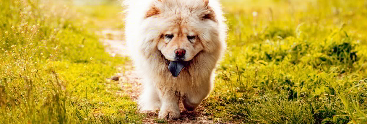 A cream-coloured Chow Chow walking through grass,