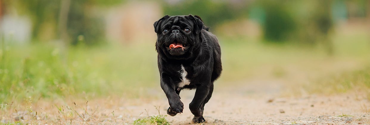 Black pug running outside with tongue out