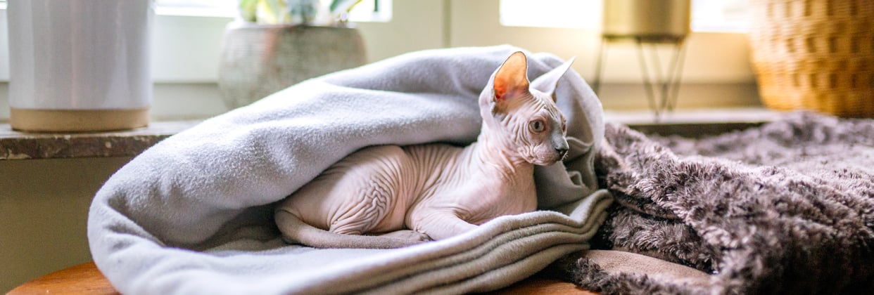 A sphynx cat underneath a blanket.