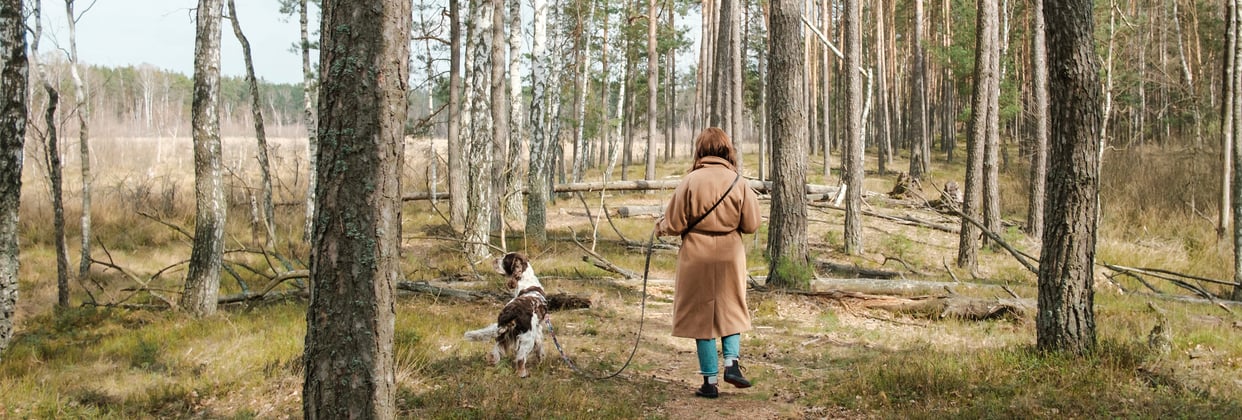 A woman walking through the woods with her english springer spaniel.