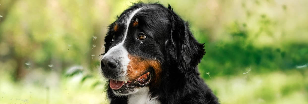 A BMD surrounded by dandelions.