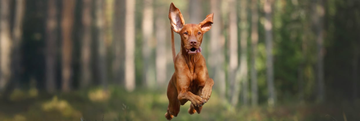 A hungarian vizsla leaping through a forest.