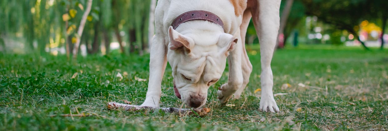 An american bulldog playing with a stick.