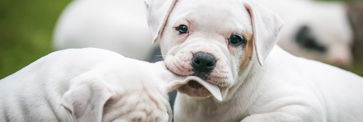An american bulldog puppy chewing the ear of another puppy.