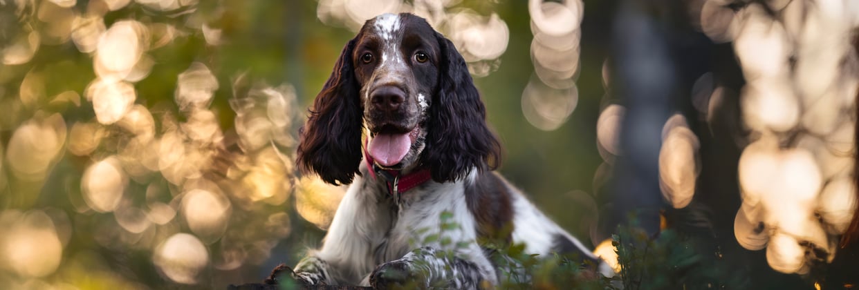 An english springer spaniel laying on the grass at sunset.