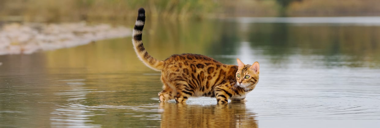 A bengal cat walking through low water in a lake.