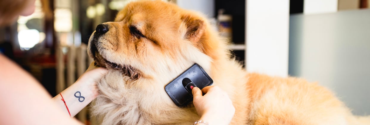 A woman brushing a Chow Chow with a slicker brush.