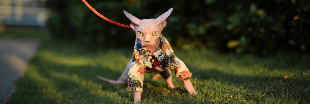 A sphynx cat in a jacket walking on a lead.
