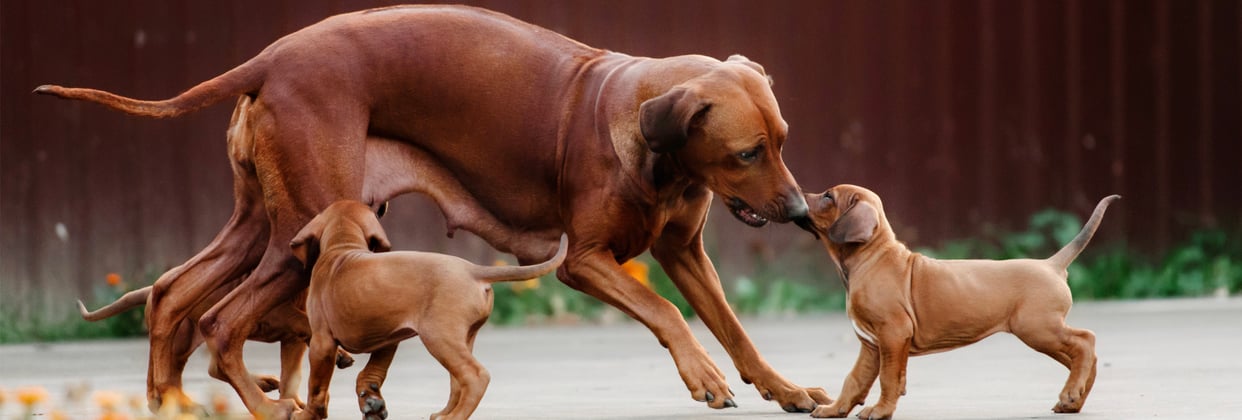 An adult ridgeback playing with her puppies.