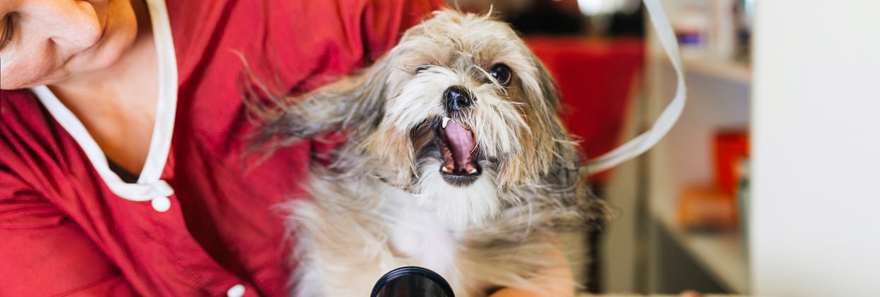 A lhasa apsos having its hair dried.