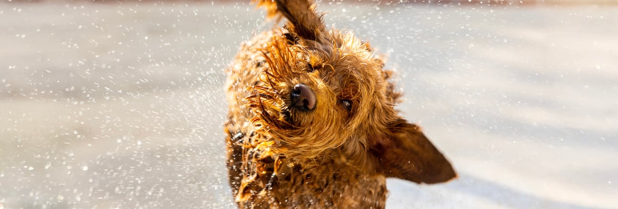 A goldendoodle shaking all the water off of its coat.