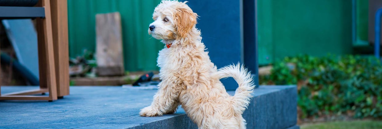 A young cockapoo looking over a step