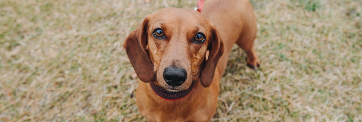 Dachshund standing on grass looking at camera