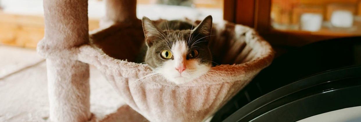 a cat being stroked by a human