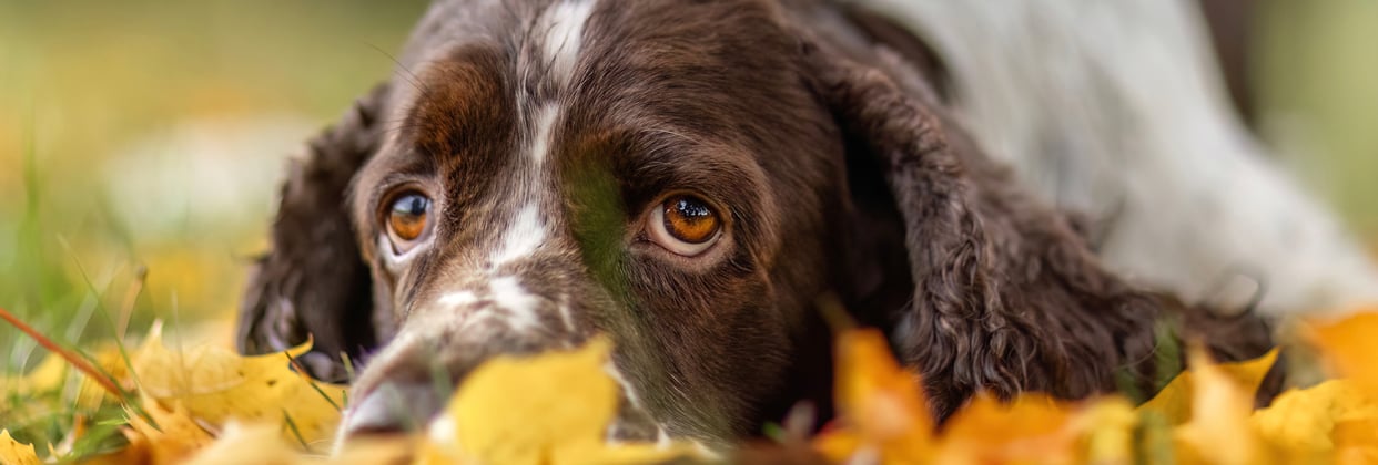 A spaniel with its head down in a pile of orange leaves.