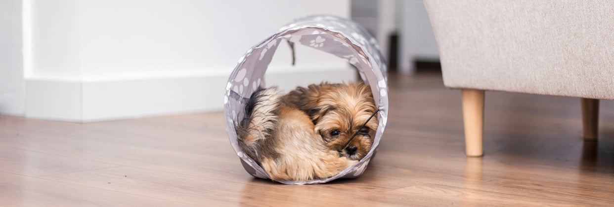 A lhasa apsos curled up in a toy tunnel.