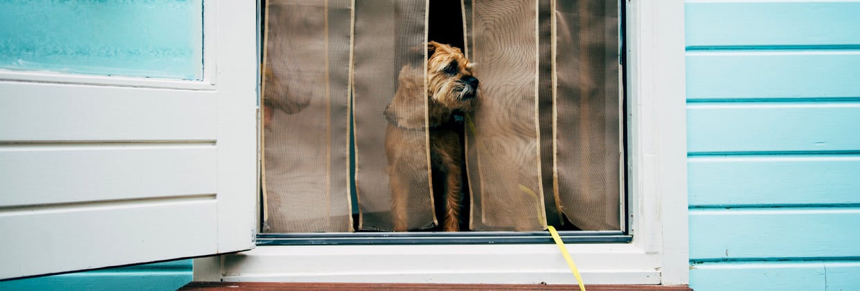 A border terrier looking out of a door.