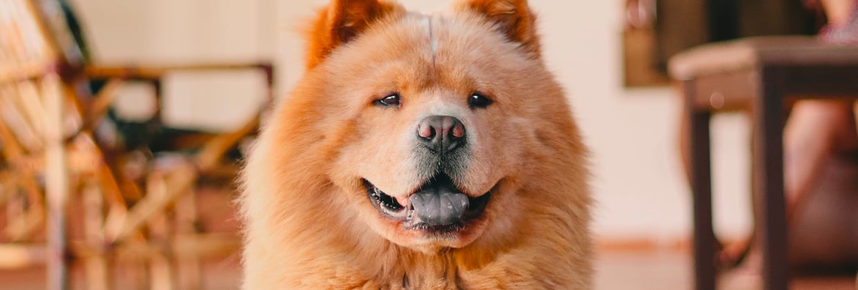 A close up of a ginger Chow Chow.