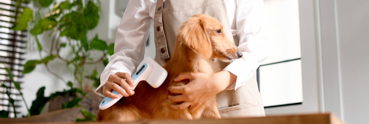 Golden Dachshund being brushed by groomer