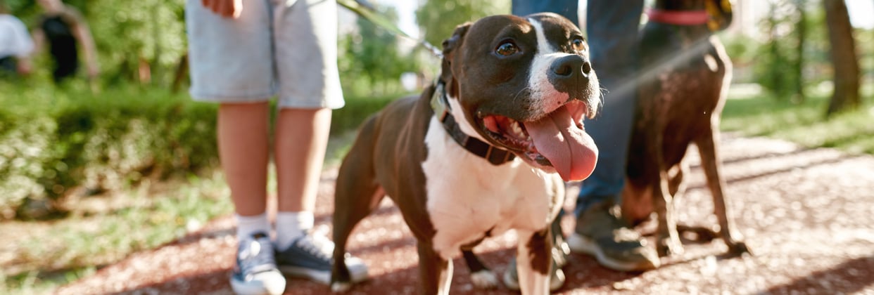 A staffordshire bull terrier walking on a lead with it's owner and another dog.