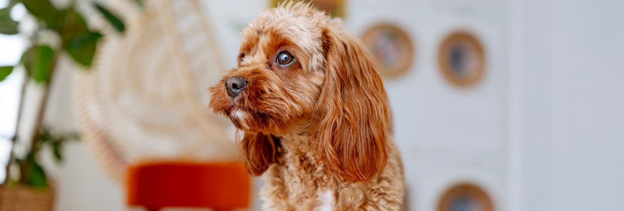 A brown dog looking slightly worried.