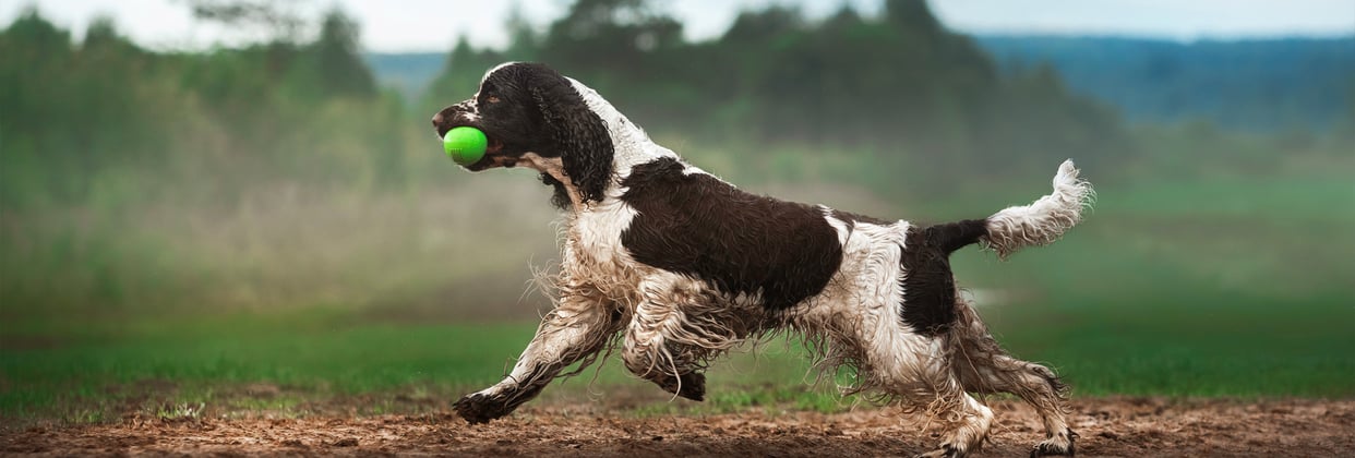 An english springer spaniel running with a green ball in it's mouth.
