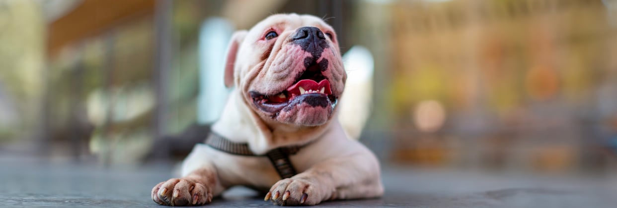 White bulldog lying on ground looking up