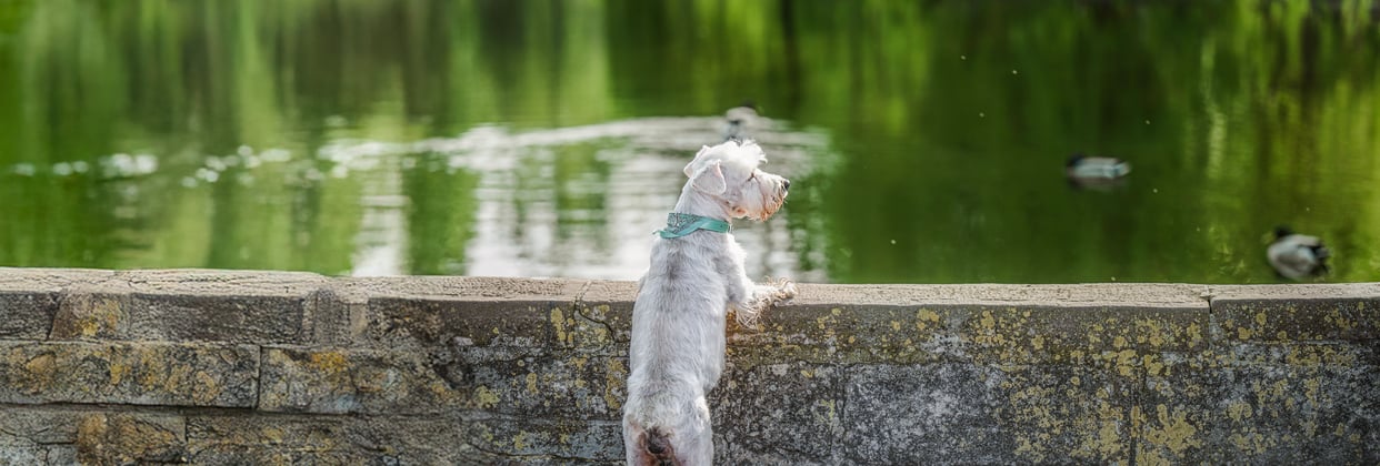 White Miniature Schnauzer looking over a wall into a pond