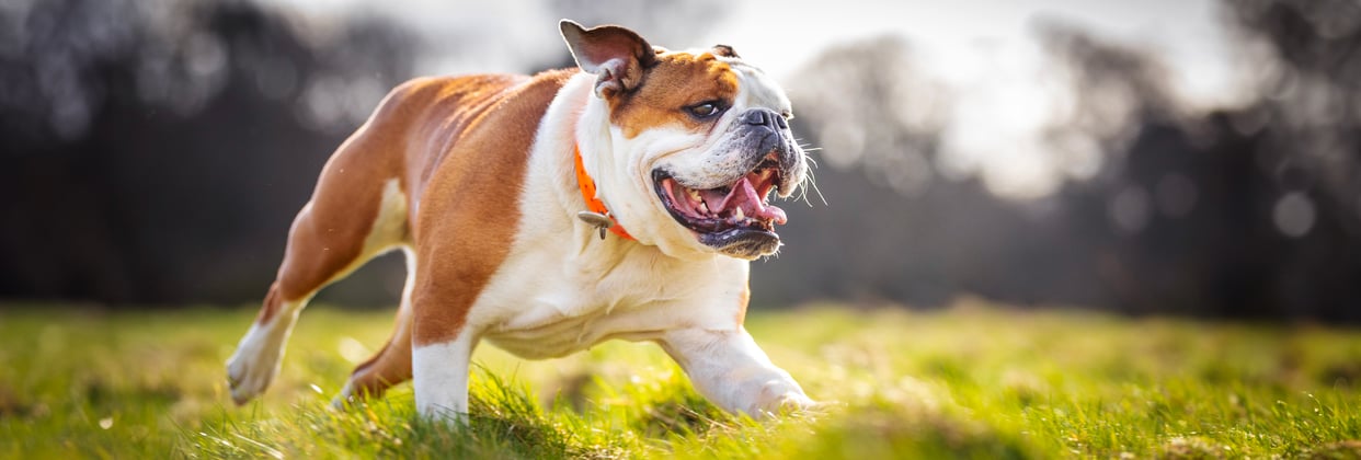 Bulldog running on grass with mouth open