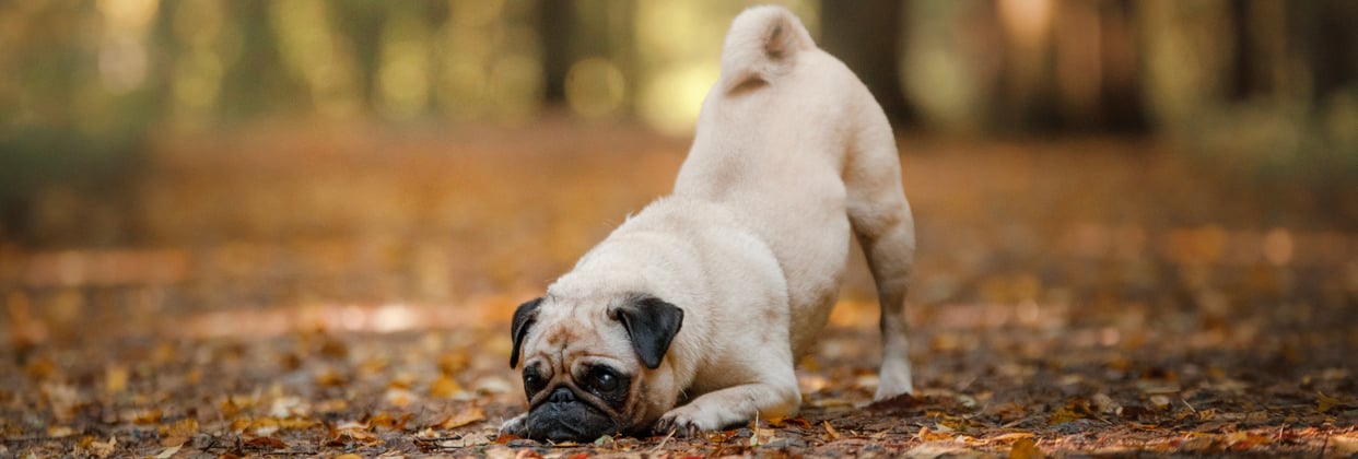 A pug with its face to the autumn floor