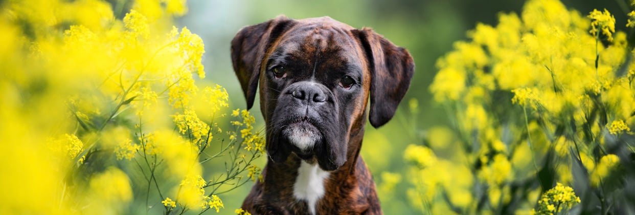 A boxer sitting between yellow flowers.