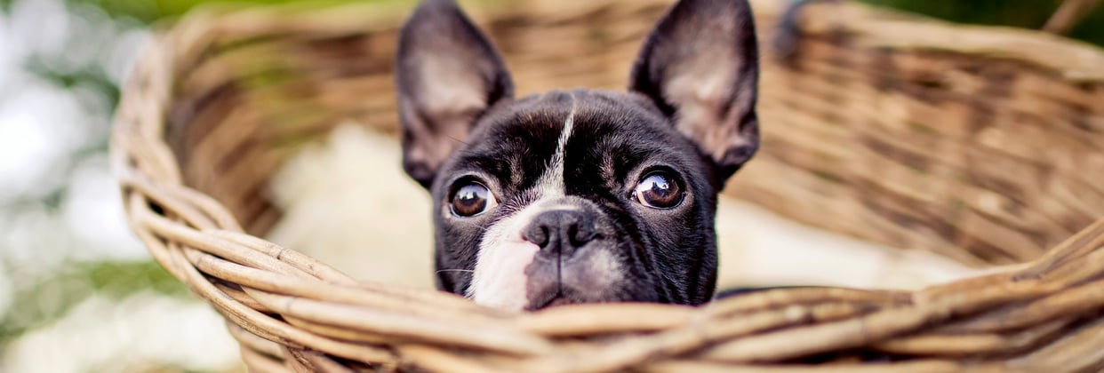 A boston terrier in a whicker basket.