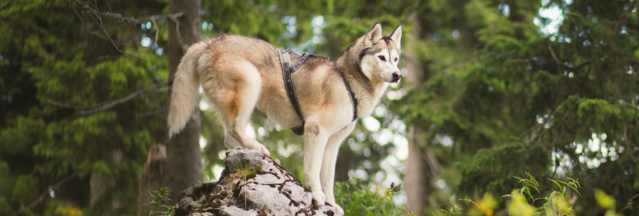 A siberian husky standing on top of a rock in a forest.