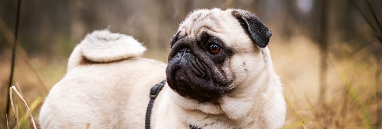 A pug looking off into the distance surrounded by brown grass