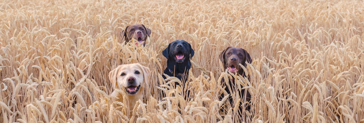 Four Labrador Retrievers of various colours relaxing in a field of wheat