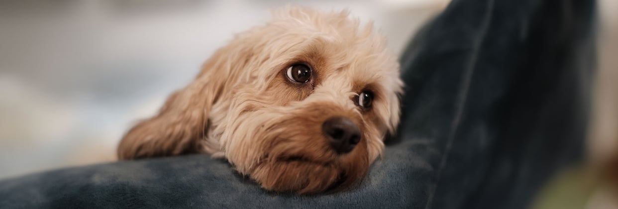 A melancholic cavapoo laying on a blanket