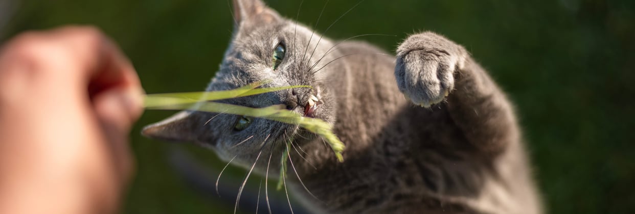 A russian blue trying to chew a blade of grass.