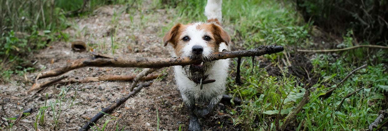 A muddy longhair brown masked white Jack Russell Terrier carrying a big branch in their mouth