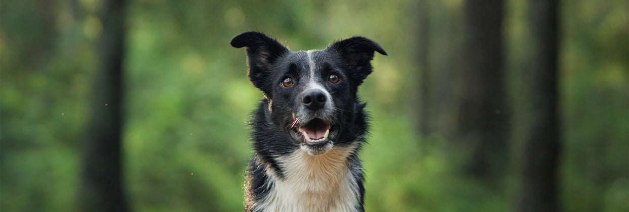 A border collie in a forest.