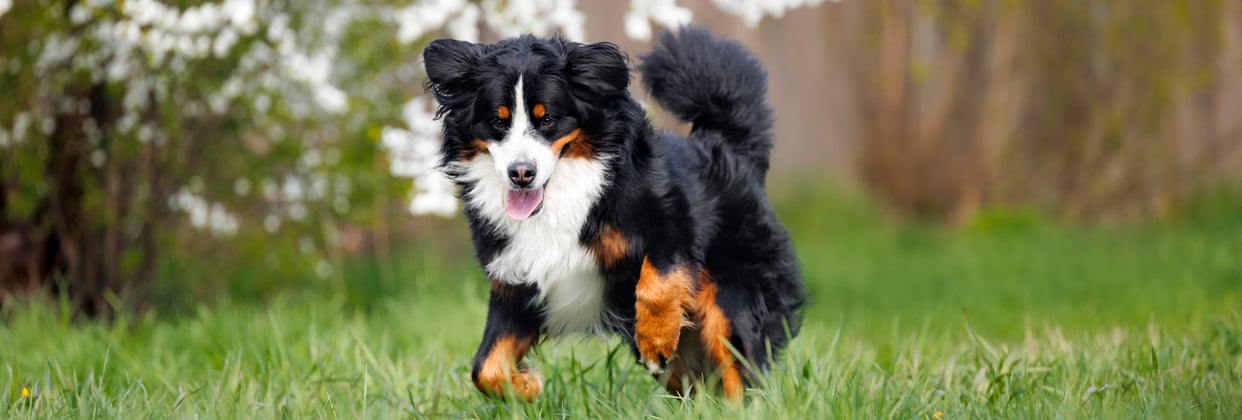 A BMD running in grass.