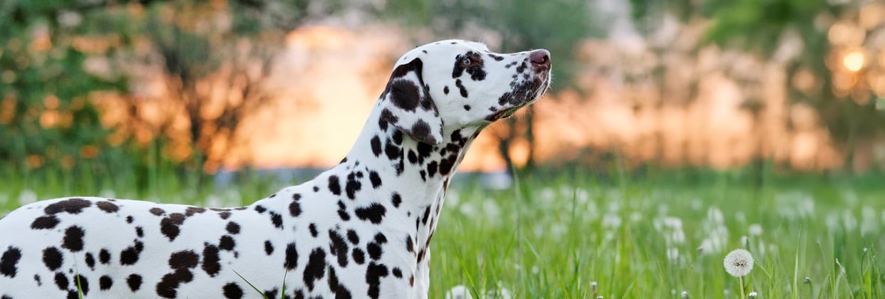 Dalmatian looking up standing in grass