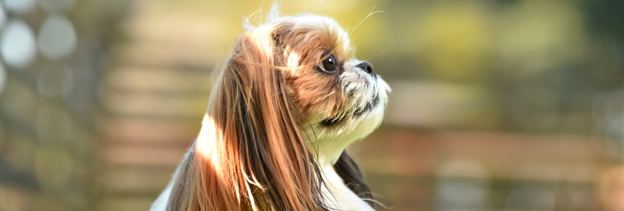 A shih tzu looking to the right.